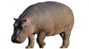 Six Smart Ways to Influence Your HiPPO  OnlineMetrics