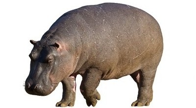 HiPPO